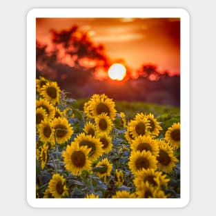 Colby Farms Sunflower Field Sunset Sticker